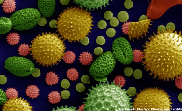 Seasonal Allergy Relief Without Drowsiness: Drug-Free Options That Work