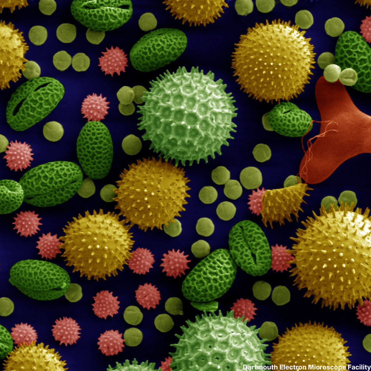 Allergy Image